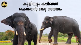 കുളിയും കഴിഞ്ഞ് ചെക്കൻ്റെ ഒരു നടത്തം🥰| kutti komban| Kerala elephant #aana #komban