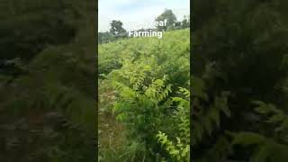 curry leaf Farming #agritech #agriculture #farm #agricultura #farmer #farming #agreengineer