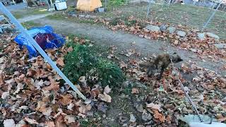 ぶどう農園の作業　愛犬と散歩　朝のルーティン　冬の空　薄い氷　遅い日の出　生育状況　新品種　ぶどう農園　日々の暮らし　自然　ペット