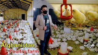 Chickens Farm | Herat Afghanistan | د چرګانو فارم هرات