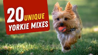 18 Adorable Yorkie Mixes You’ll Fall in Love With