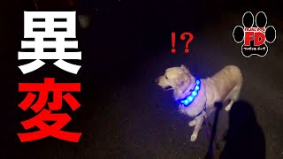 大型犬、夜の散歩中に異変！怖いからやめてw英国ゴールデンレトリバー