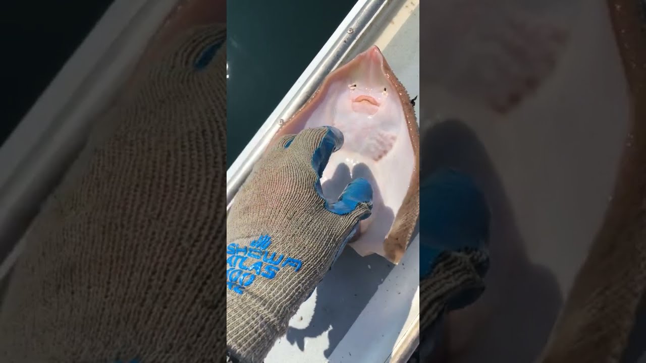 There S Nothing To See Here Just A Stingray Fish Being Tickled And