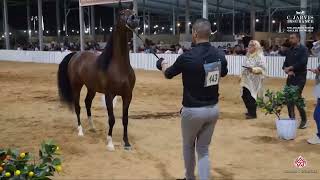 N 143 YAZAN AL WADI   The Arabian Horse Galilee Show 2023   Colts 3 Years Old Class 16