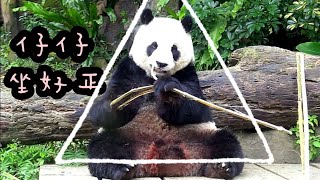 圓仔坐正吃竹竿，圓仔好可愛|熊貓貓熊The Giant Panda Yuan Yuan and Yuan Bao|台北市立動物園