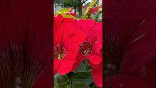 Red petunias || Niagara Falls City, NY || #flores #flowers #petunias