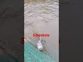 la pesca de corroncho o pez diablo hoy