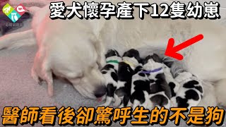 家中愛犬懷孕竟產下12隻幼崽，主人興奮叫來醫師，下秒卻驚覺生的不是狗...#感動 #淚目 #不可思議 #震驚 #奇跡 #心靈飼養員