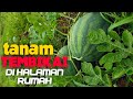 Cara Mudah Tanam Tembikai di Rumah Sampai Berbuah (Perak Malaysia)