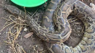 Monk feeder Snake in zoo ព្រះសង្ឃចិញ្ចឹមពស់ថ្លាន់។