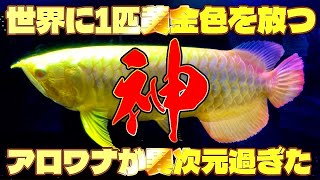 The only golden arowana in the world is so amazing