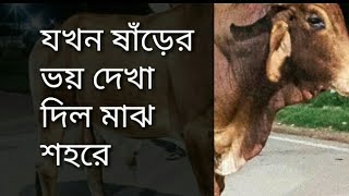 উন্মত্ত ষাঁড়ের ভয় মাঝ শহরে!