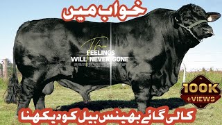 Seeing Cow In A Dream||خواب میں گائے دیکھنا ||Khwab mein gaye dekhnay ki tabeeray||