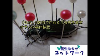 （ほぼ）100均で作れる昆虫標本教室　オサムシ編体験版