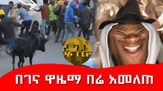 ለበአል የተገዛዉ በሬ አመለጠሌሎችም የገና ዋዜማ ገጠመኞች/Zena Fugera#funny #dinklijoch #rost #comedy