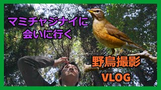 野鳥撮影Vlog マミチャジナイに会いに行く | リュウキュウサンショウクイ、オオルリ、ウグイス、アオゲラなど| Birdwatching shot on SONY a7Ⅳ | wildbird