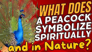 What Does a Peacock Symbolize Spiritually and in Nature? 🦚✨