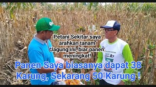 PANEN SAYA MENINGKAT DARI 38 SAK MENJADI 50 SAK SEJAK PAKAI BENIH JAGUNG INI