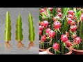 ✅Grow dragon fruit from cutting🐦‍🔥🐦‍🔥🐦‍🔥