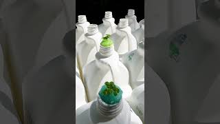 3 Weeks! No Watering! Carefree Milk Jug Garden  #diyhydroponics #gardening #mrduzee1