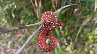 Baby Northern Emerald Tree Boa -  Corallus Caninus - Emerald Tree Boa Neonate