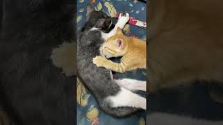 ഈ കുഞ്ഞി പൂച്ചക്ക് കുട്ടി ഉണ്ടായോ...😳😂 | kittens | funny cats | cat feeding