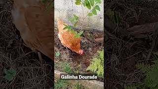 Galinha Dourada ciscando #animals #chicken #hen #galinha #freedom #duranduran #rock