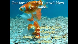 നിങ്ങളുടെ മനസ്സിനെ ഞെട്ടിക്കുന്ന മത്സ്യത്തെക്കുറിച്ചുള്ള ഒരു വസ്തുത. Fact about fish.