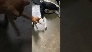 මේ දෙන්නාගේ ජරමරේ🤪🙀 බලු පූස් රන්ඩු😂Cat and Dogs Fight🥰 #youtube #dog #catfunny #youtubeshorts