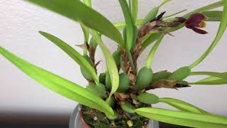 蘭花-腋唇蘭花開出這款顏色？開花的條件和種植方法 Maxillaria tenuifolia