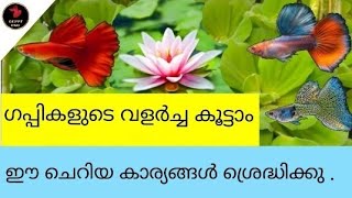 ഒരു മാസത്തിനുള്ളിൽ ഗപ്പികളുടെ വളർച്ച കൂട്ടാം 🤓