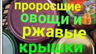 Сырой погреб что делать? Как сохранить продукты во влажном помещении/ржавеют крышки в погребе