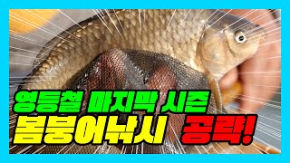 ep.35 황금빛 봄붕어의 손맛을 느껴보고 싶다고요?