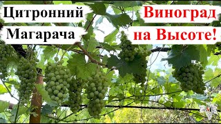 Цитронный Магарача – ВИНОГРАД на ВЫСОТЕ!