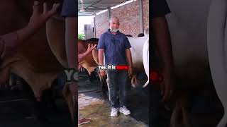 গবাদি পশু পালনে প্রত্যাশা বনাম বাস্তবতা Expectations vs  Reality in Cattle Farming