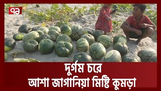 চরে মিষ্টি কুমড়ার ভালো ফলনেও চাষীর মন খারাপ। Pumpkin। Ekattor TV