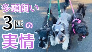 【シュナウザー】多頭飼い3匹の散歩と日常動画🐶