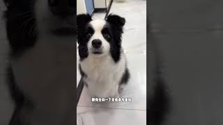 见见：我没胖，只是有点蓬松#边牧 #pets #萌宠 #宠物生活 #搞笑 #funny #shorts