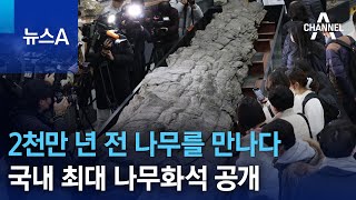 2천만 년 전 나무를 만나다…국내 최대 나무화석 공개 | 뉴스A