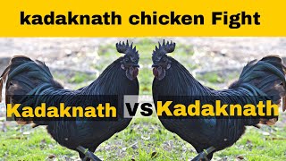 Kadaknath chicken fight | kadaknath vs kadaknath