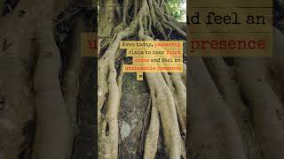 Tamil Nadu’s Spooky Banyan Tree