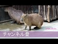 癒します　カピバラ劇場　capybara heals people