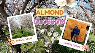 Let's find some Almond Blossom | Travel California | Pinay Travel | Vlog#35