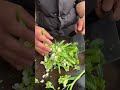 겨자잎의 윗부분을 잘라냅니다. farming rurallife vegetables garden rogator short