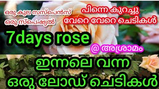 SEVEN DAY ROSE❤️🌹ഇന്നലെ വന്ന ഒരു LOAD ചെടികളും ❤️🌹പൂക്കളും വിശേഷങ്ങൾ @അശ്രാമം മൈതാനം കാണാൻ മറക്കലേ