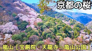 【嵐山の桜】京都・嵐山の桜ってどんな感じ？ Kyoto,Cherry blossom