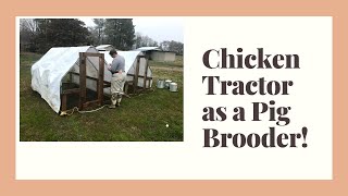 Piglets move onto new ground. Using a chicken tractor as a pig brooder.