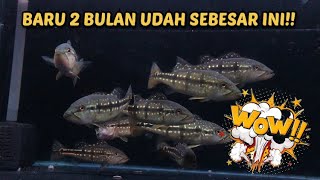 PBASS PINIMA HANYA BUTUH WAKTU 2 BULAN UNTUK MENCAPAI SIZE 14 cm??? BENARKAH?? INI DIA RAHASIANYA!!