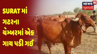 Surat માં ગટરના ચેમ્બરમાં એક ગાય પડી ગઈ | હલકી ગુણવત્તાની ચેમ્બર હોવાથી બની આ ઘટના | News18 Gujarati