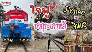 ใจฟู!! ♥️ ตะลุยเมืองจินแฮ Jinhae  ชมซากุระ 🌸 สวยที่สุดในเกาหลี | TannieGo EP.51